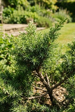 Juniperus communis 'Ristol' Arbuste
