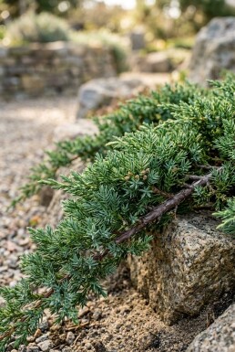 Juniperus conferta 'Schlager'