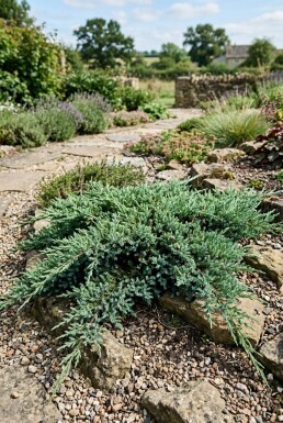 Juniperus conferta 'Blue Pacific' Arbuste