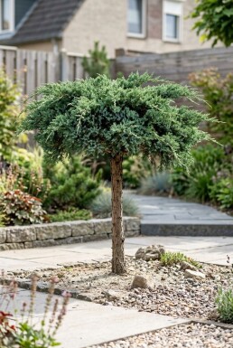 Juniperus conferta 'Schlager' sur tige