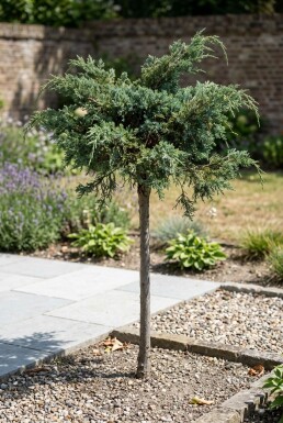 Juniperus conferta 'Schlager' sur tige