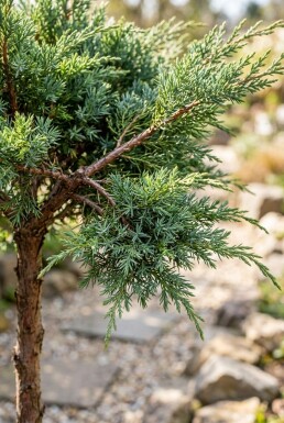 Juniperus conferta 'Schlager' sur tige