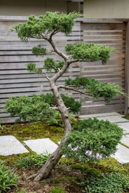Juniperus conferta 'Schlager' Bonsai