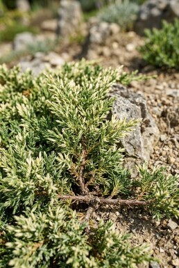 Juniperus horizontalis 'Andorra Variegata' Arbuste