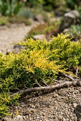 Juniperus horizontalis 'Golden Carpet' Arbuste