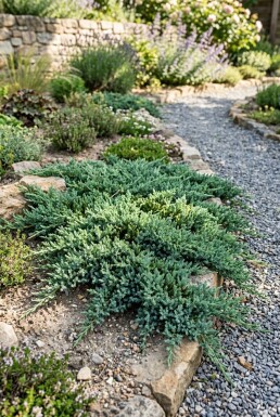 Juniperus horizontalis 'Pancake' Arbuste