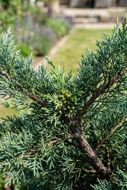 Juniperus media 'Hetzii' Arbuste