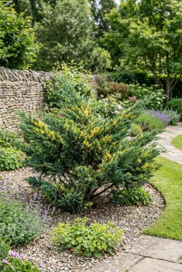 Juniperus pfitzeriana 'Blue and Gold' Arbuste
