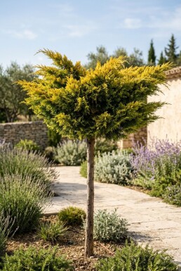 Juniperus pfitzeriana 'Golden Joy' Sur tige