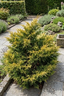 Juniperus pfitzeriana 'Kuriwao Gold' Arbuste