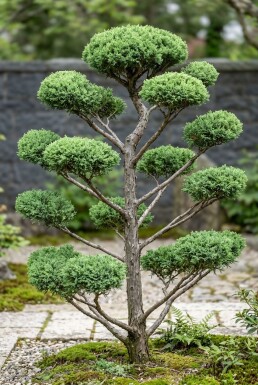 Juniperus pfitzeriana 'Mint Julep' bonsaï