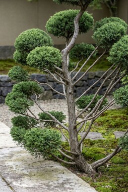 Juniperus pfitzeriana 'Mint Julep' bonsaï