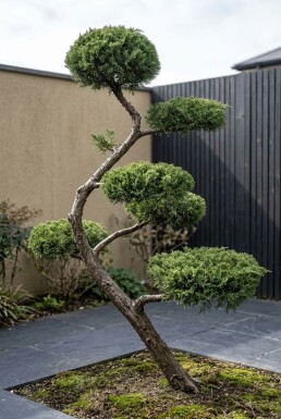 Juniperus pfitzeriana 'Mint Julep' Forme en S
