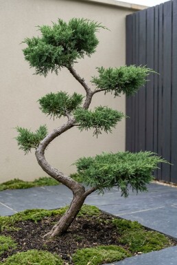Juniperus pfitzeriana 'Mint Julep' Forme en S