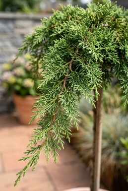 Juniperus pfitzeriana 'Mint Julep' Sur tige