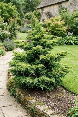 Juniperus pfitzeriana 'Mint Julep' Solitair