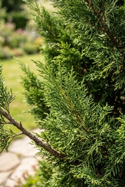 Juniperus pfitzeriana 'Mint Julep' Solitair