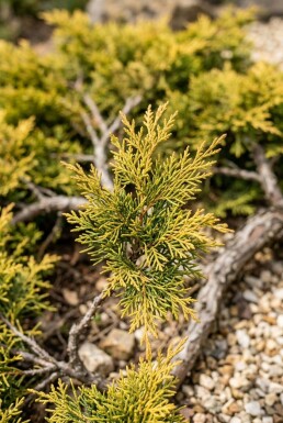 Juniperus pfitzeriana 'Old Gold' Arbuste