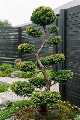 Juniperus pfitzeriana 'Pfitzeriana Aurea' Bonsai