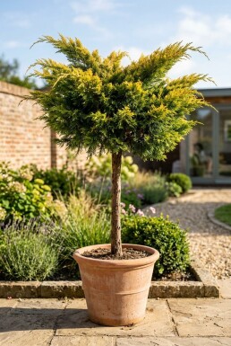 Juniperus pfitzeriana 'Pfitzeriana Aurea' Sur tige