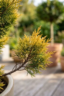 Juniperus pfitzeriana 'Pfitzeriana Aurea' Sur tige
