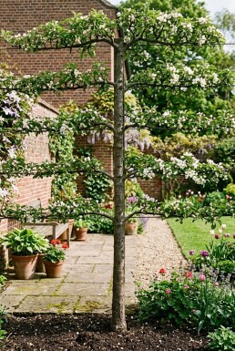 Malus domestica 'Jonagold' Espalierbaum