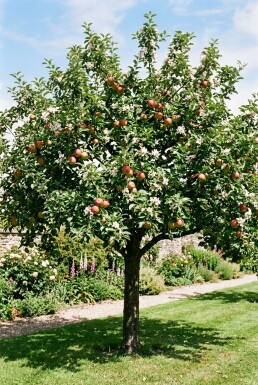 Malus domestica 'Jonagold' Demi-tige