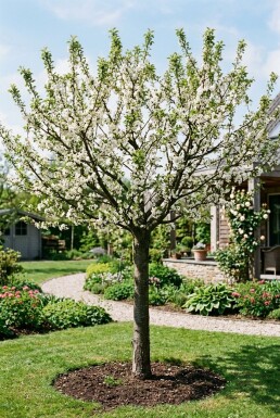 Prunus domestica 'Opal' Demi-tige