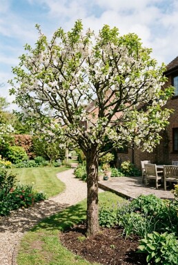 Prunus domestica 'Opal' Demi-tige