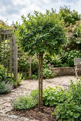 Lonicera caerulea var. kamtschatica tige 60 cm C2
