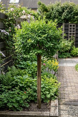 Lonicera caerulea var. kamtschatica tige 60 cm C2