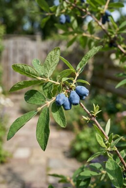 Lonicera caerulea var. kamtschatica tige 60 cm C2