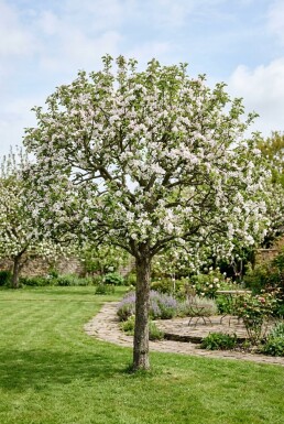 Malus 'Direkteur Moerlands' Demi-tige