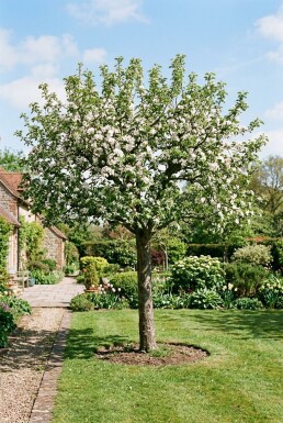 Malus 'Direkteur Moerlands' Demi-tige
