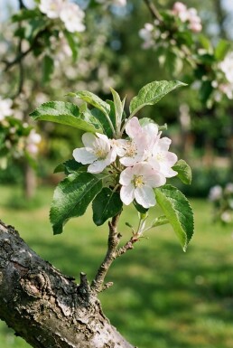 Malus domestica 'Gloster' Demi-tige