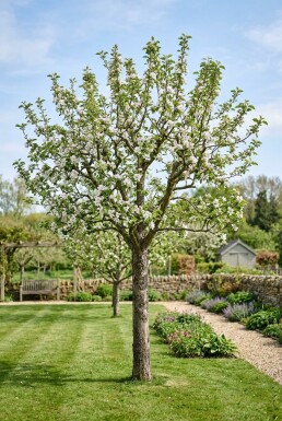 Malus domestica 'Granny Smith' Demi-tige