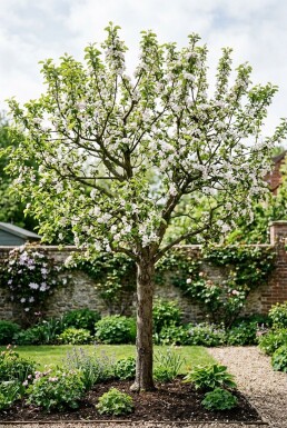 Malus domestica 'Junami'