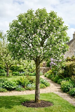 Malus domestica 'Junami' Demi-tige