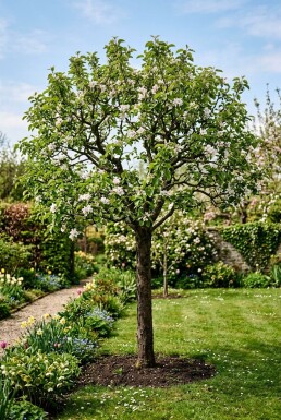 Malus domestica 'Junami' Demi-tige