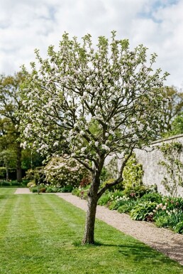Malus domestica 'Junami' Solitaire