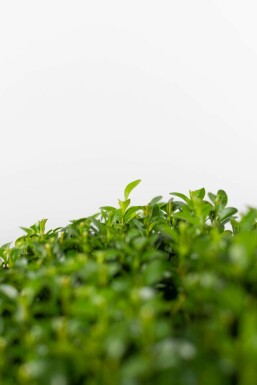 Buis / Buis en Boule 50-60 cm