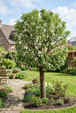 Malus domestica 'Pinova' Basse-tige