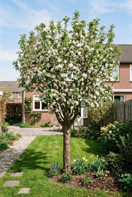 Malus domestica 'Pinova' Basse-tige
