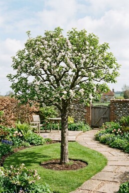 Malus domestica 'Pinova' Demi-tige