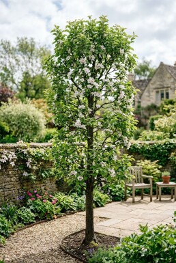 Malus domestica 'Polka' Branchu
