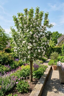 Malus domestica 'Polka' Branchu