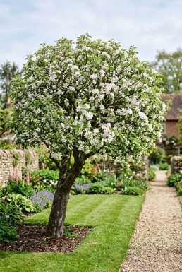 Malus domestica 'Rode Boskoop' Bas-tige