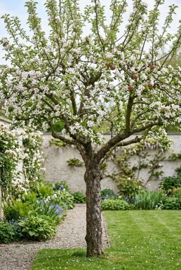 Malus domestica 'Rode Boskoop' Bas-tige