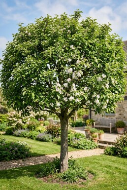 Malus domestica 'Rode Boskoop' Demi-tige