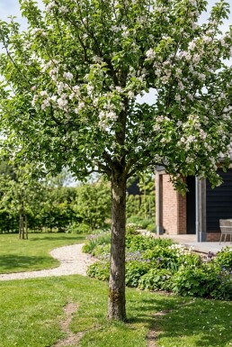 Malus domestica 'Rode Boskoop' Demi-tige